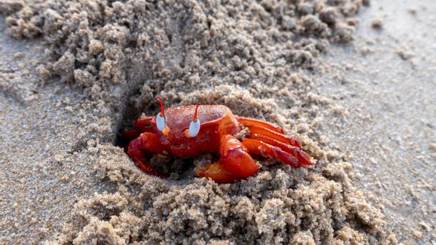 A Close-Up Shot of a Painted Ghost Crab