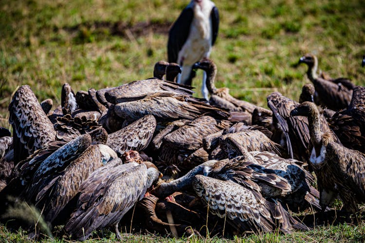 Flock Of Vultures Feeding