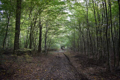 бесплатная Бесплатное стоковое фото с зеленые деревья, лес, лесная тропа Стоковое фото