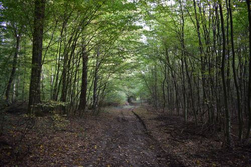 Free A serene forest path surrounded by lush green trees, inviting for a peaceful walk. Stock Photo