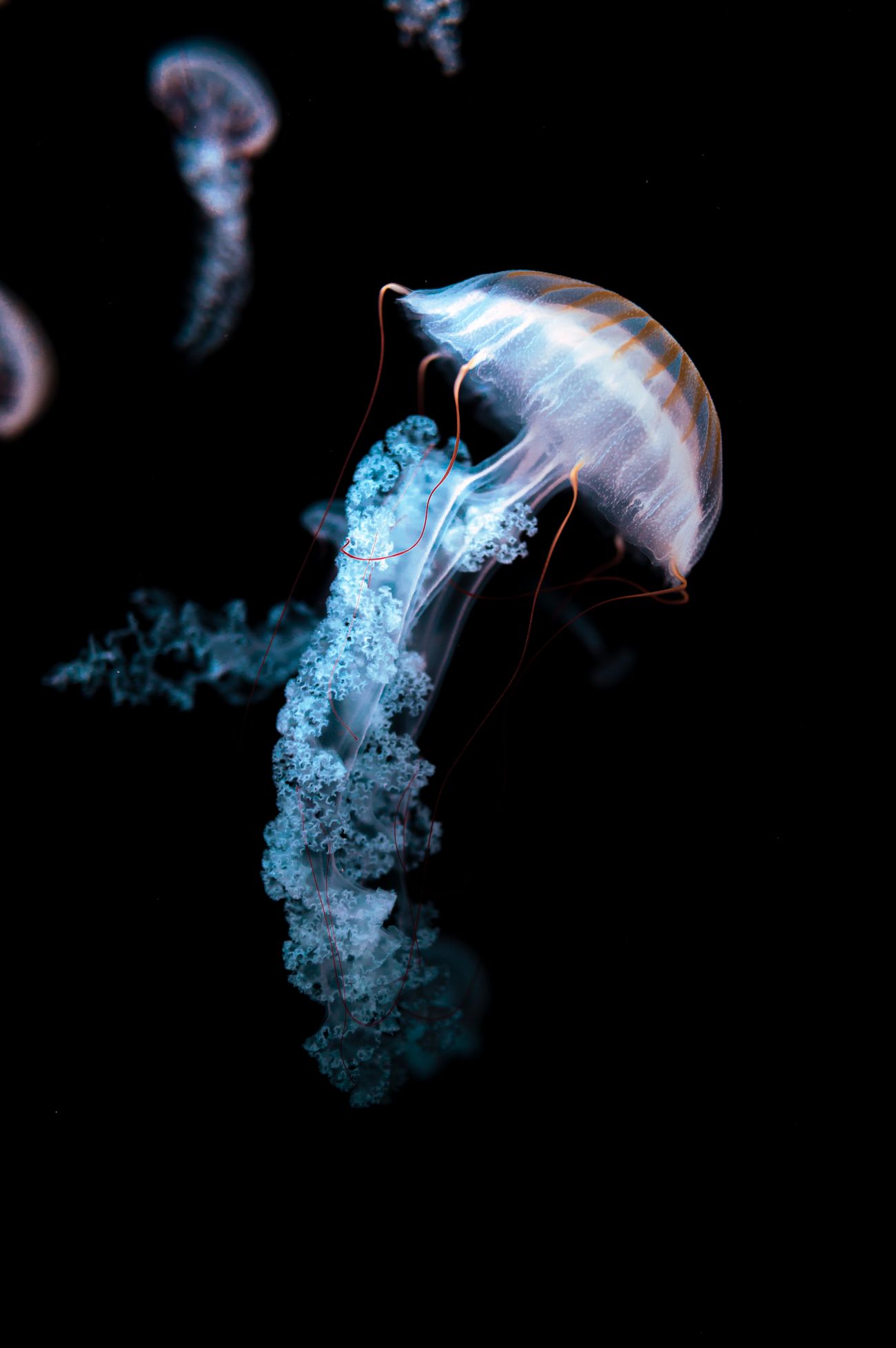 Rendered result: a luminous jellyfish drifting through dark water. Photo by Jan Kopřiva on Pexels