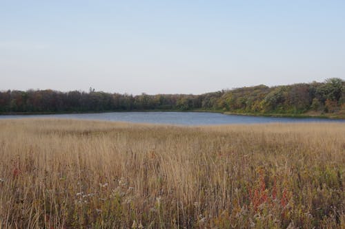 Clear Sky over Meadow and Lake