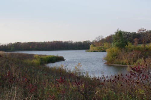 Бесплатное стоковое фото с болото, вода, деревья
