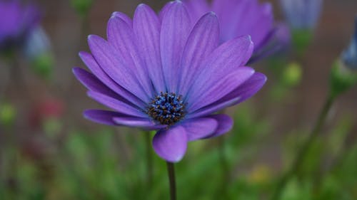 Free stock photo of flower, ireland, lilac