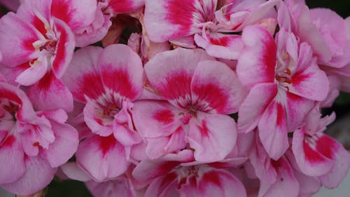 Free stock photo of beauty, flowers, garden