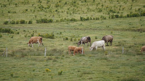 Free stock photo of cows, ireland, livestock