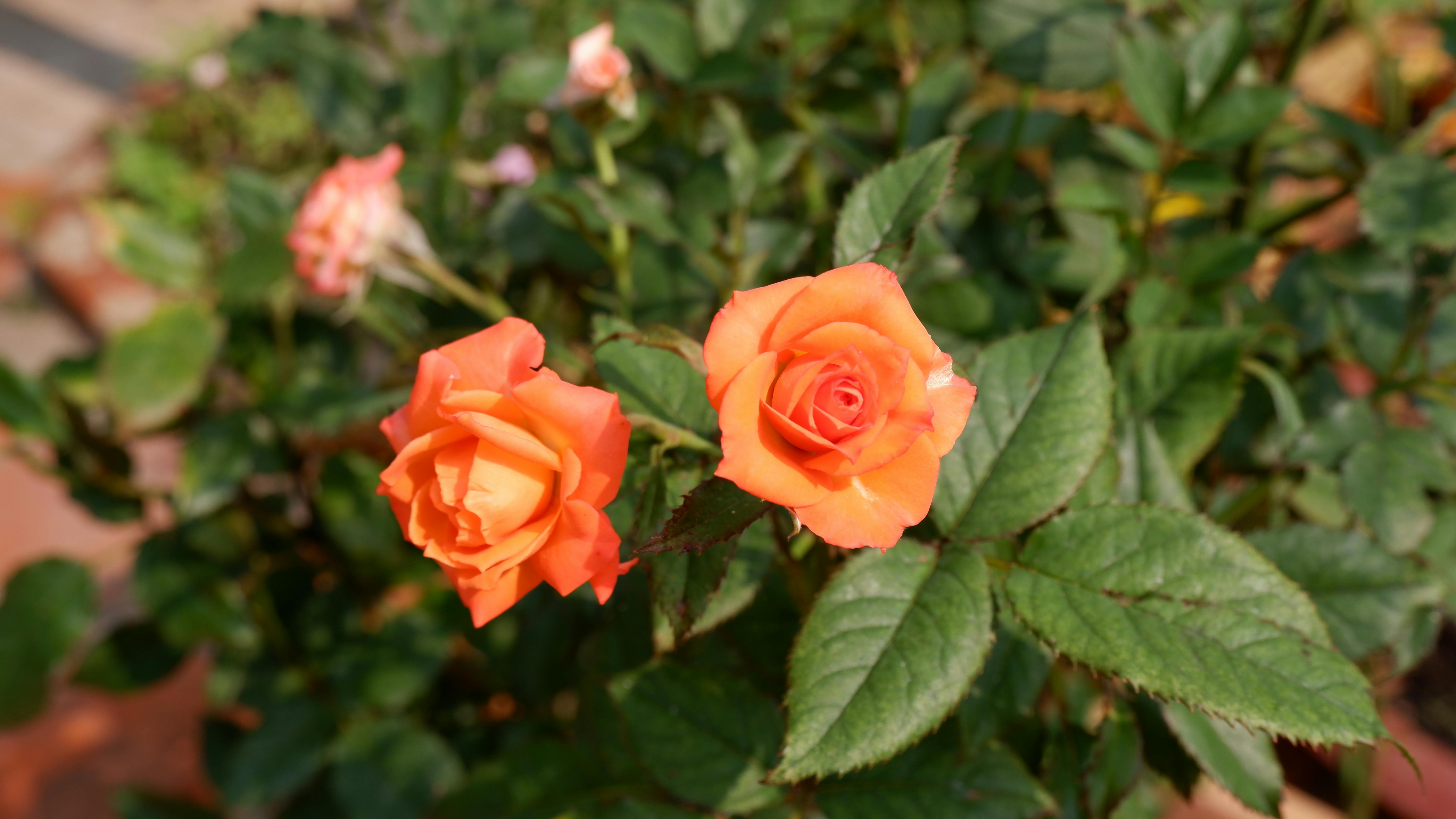 フラミンゴ・ラスベガスのネオンサイン