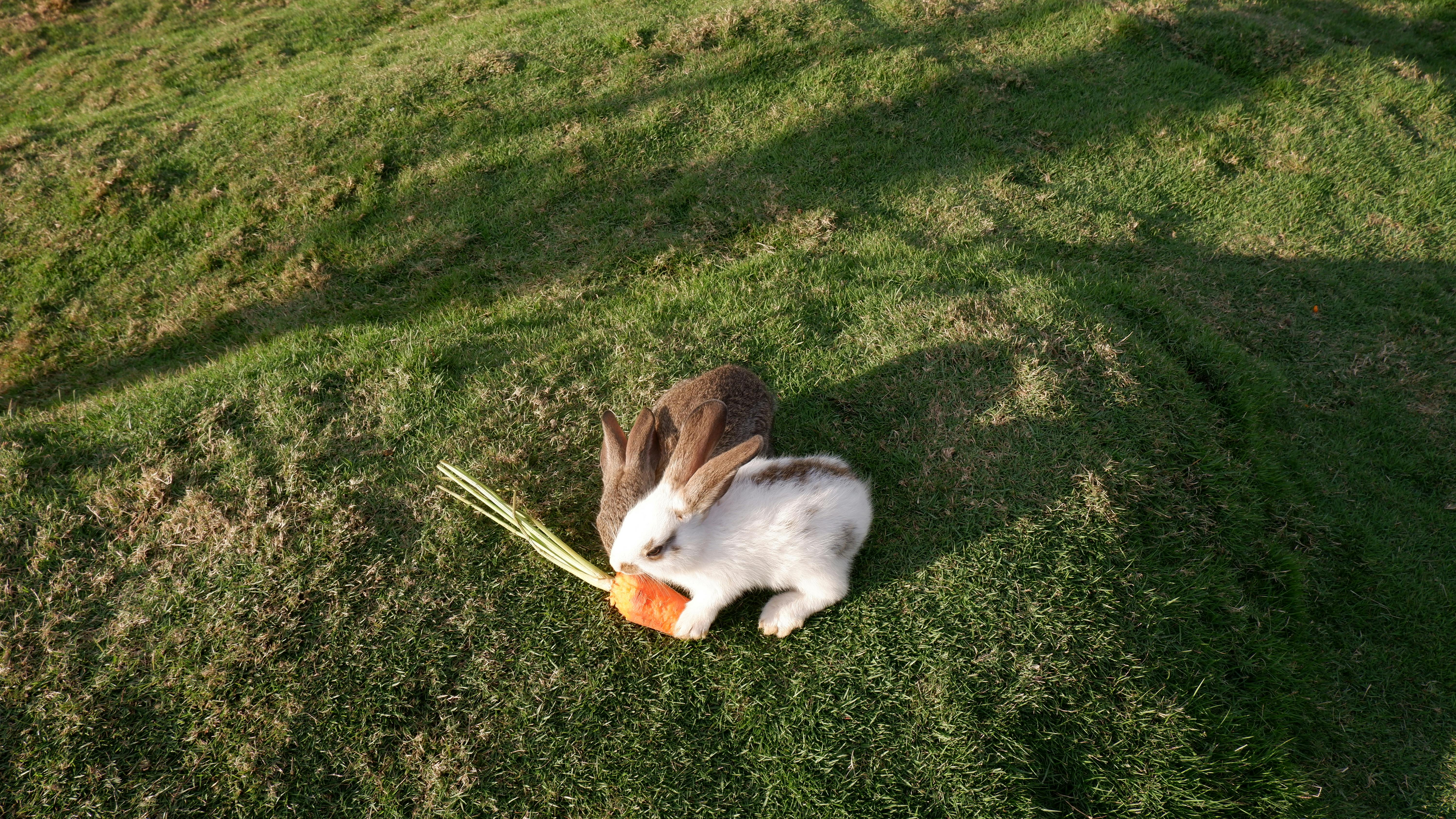키예프 성 소피아 대성당