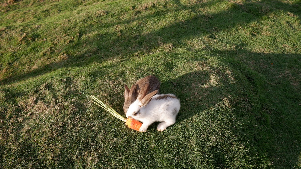 키예프 성 소피아 대성당