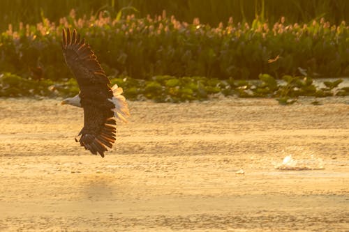 An Eagle Flying 