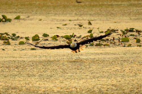 An Eagle Flying Over the Water 