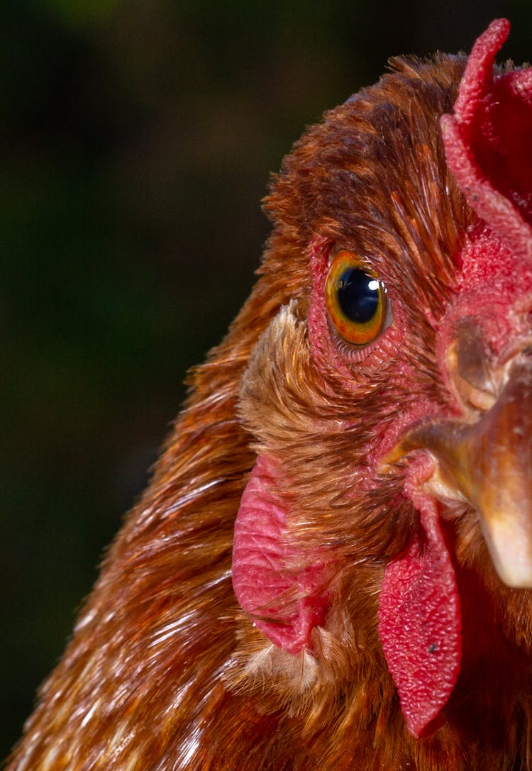 Close-Up Shot Of A Rooster's Eye