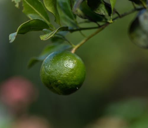 A Green Citrus Fruit