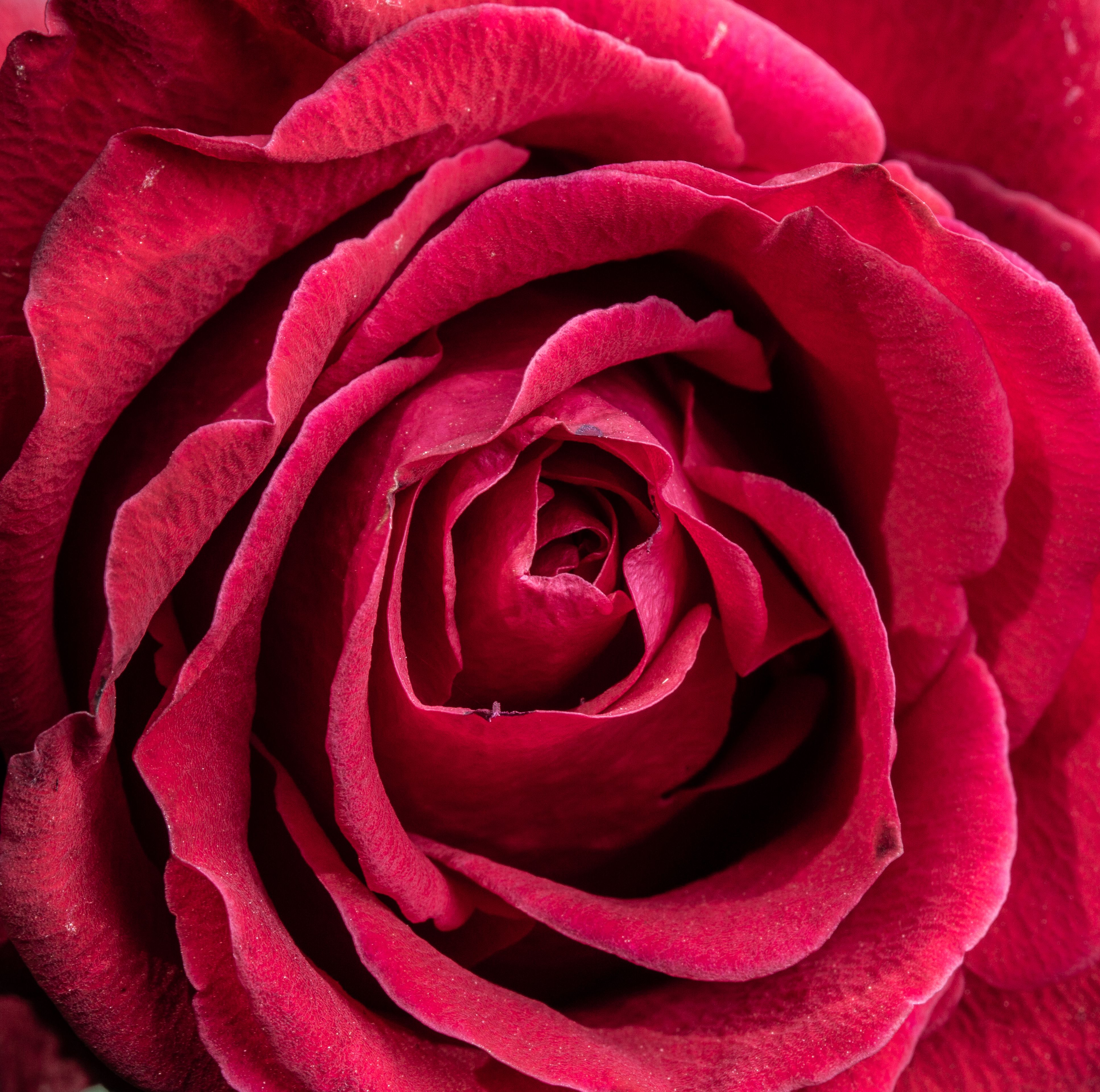 Red Roses Page Red Rose on White Book Page · Free Stock Photo