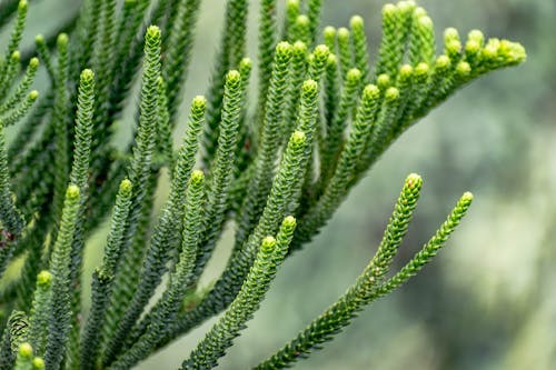 Green Coniferous Plant in a Forest 