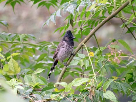 Black and Brown Bird Perched on Tree Branch