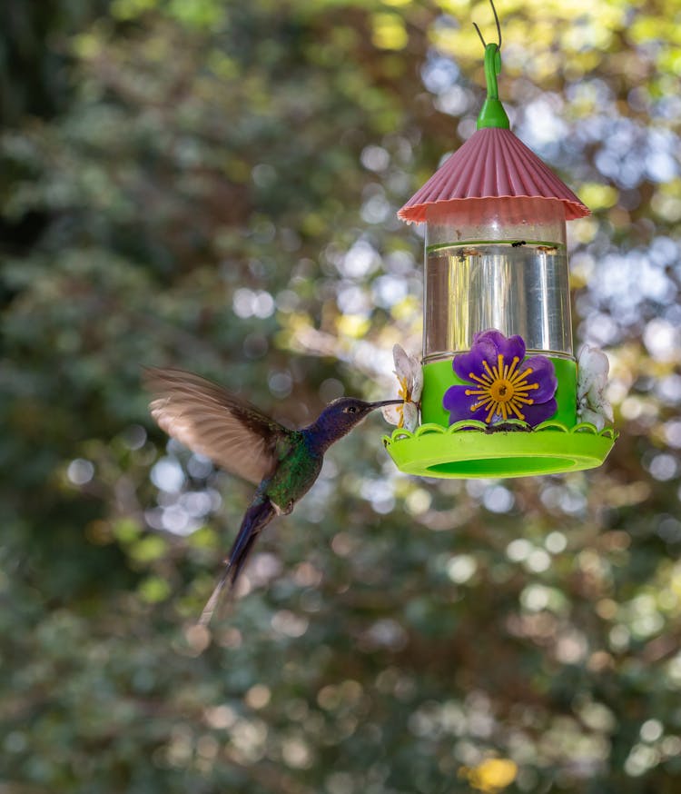 Humming Bird Hovering By The Feeder