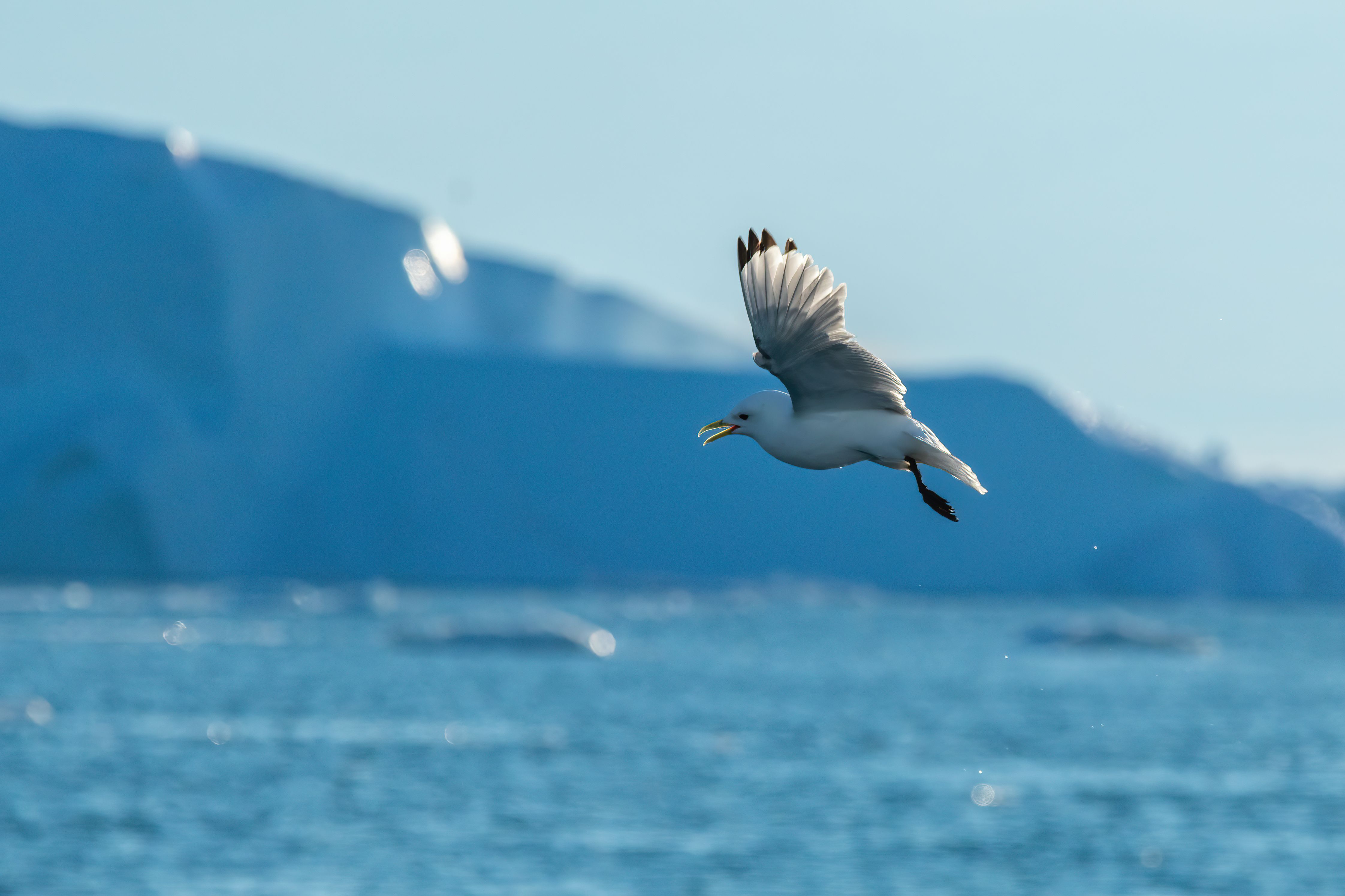 Seagull gracefully flying over the icy waters near Ilulissat, Greenland with icebergs in the background.