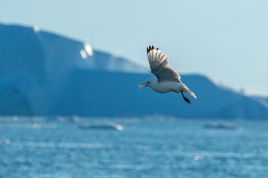 Ilulissat icefjord boat + hike — Greenland