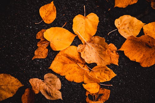 Close-up of Yellow Leaves on the Ground