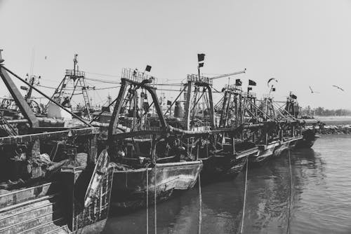 Boats in a Harbor in Black and White 