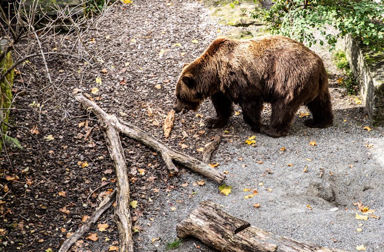 Bear Investigating Pile Of Leaves