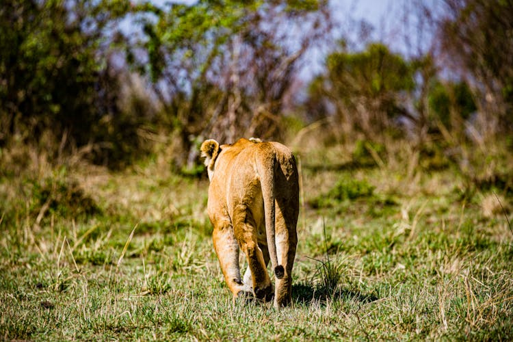 Back View Of Lion Cub In Savannah