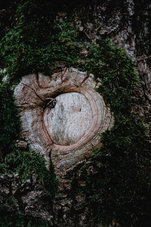 Free Detailed view of a tree trunk showing natural textures and moss, emphasizing the beauty of nature. Stock Photo