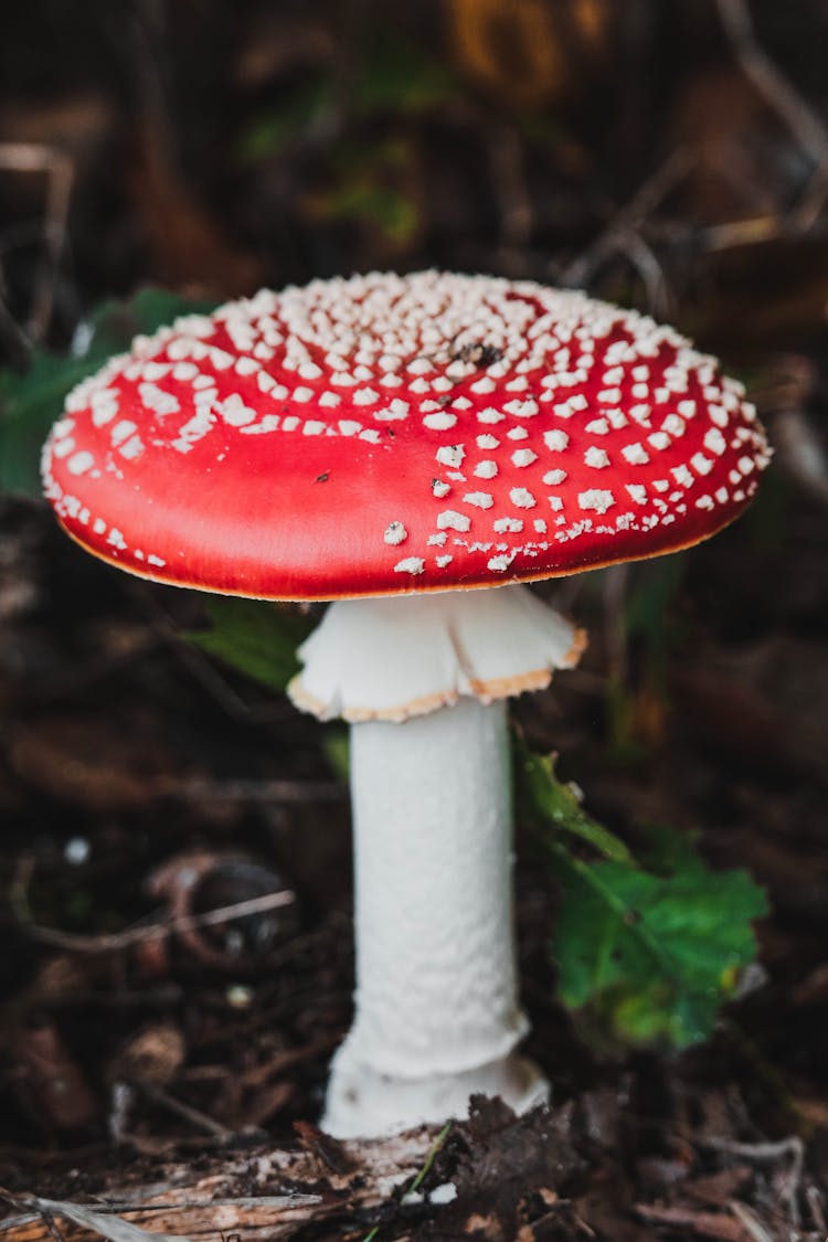 Close Up Of Toxic Toadstool