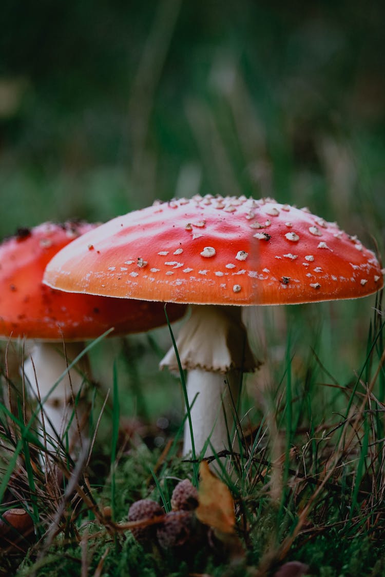 Close Up Of Toxic Toadstool