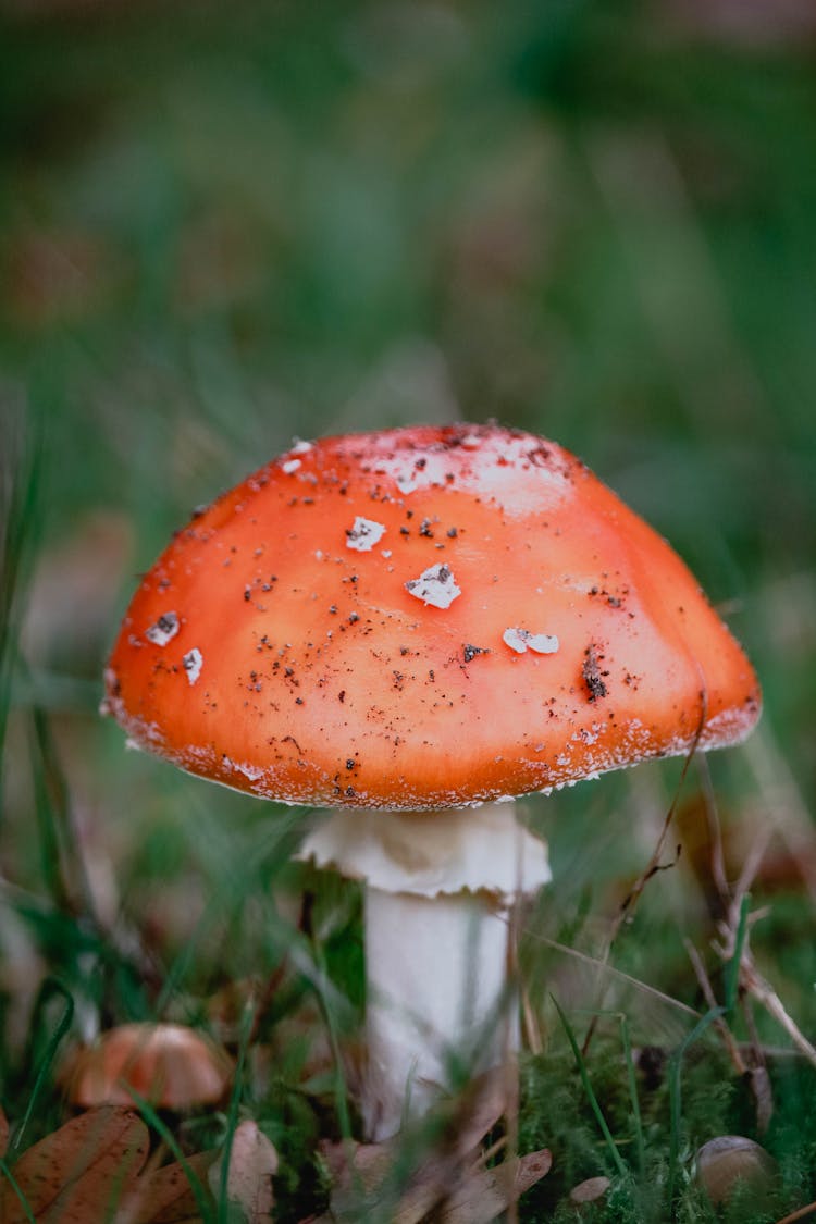 Close Up Of Toxic Toadstool