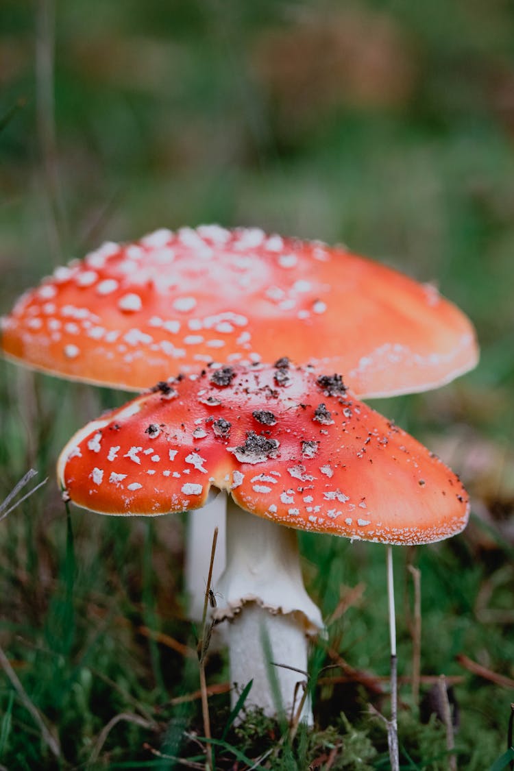 Close Up Of Toxic Toadstools