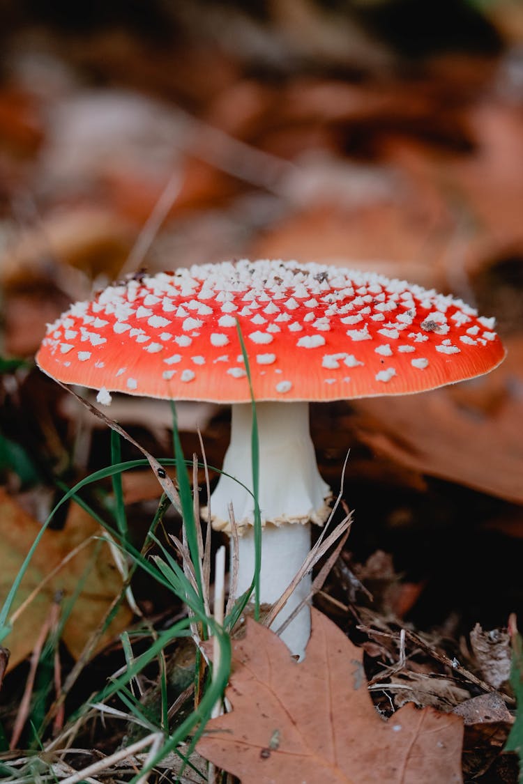 Close Up Of Toxic Toadstool