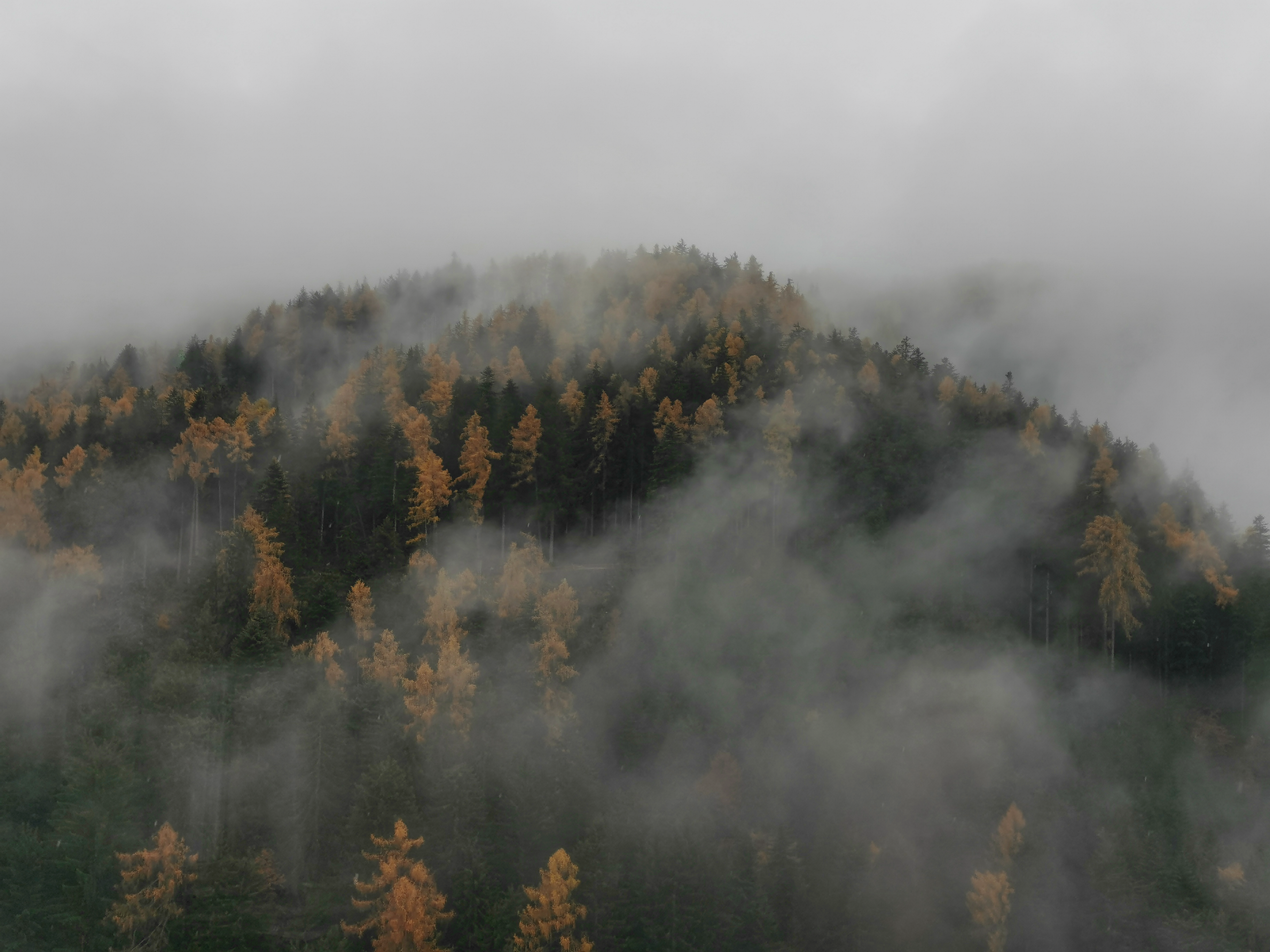 A Foggy Autumn Forest · Free Stock Photo