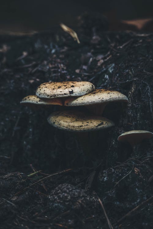 Gratis Foto stok gratis Cendawan, di luar rumah, fungi Foto Stok