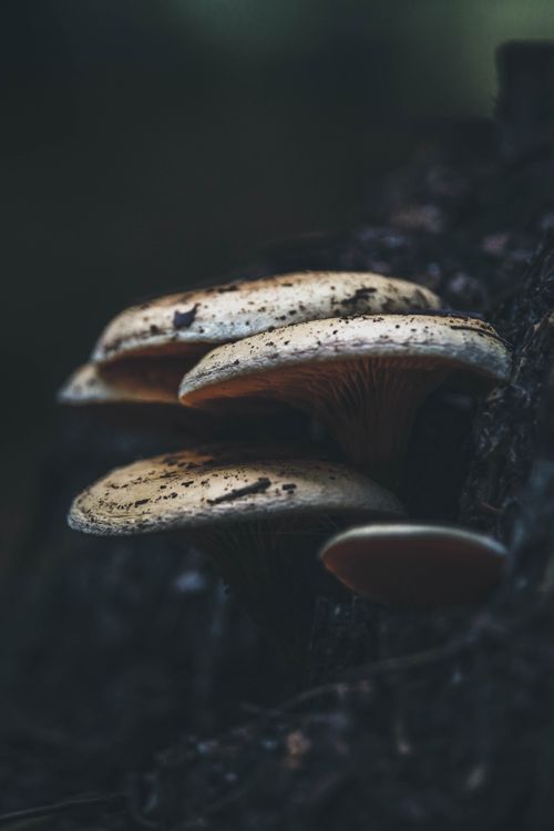 Free Close-up of forest mushrooms growing on a wood trunk in a moody, dark setting, captured in Lommel, Belgium. Stock Photo