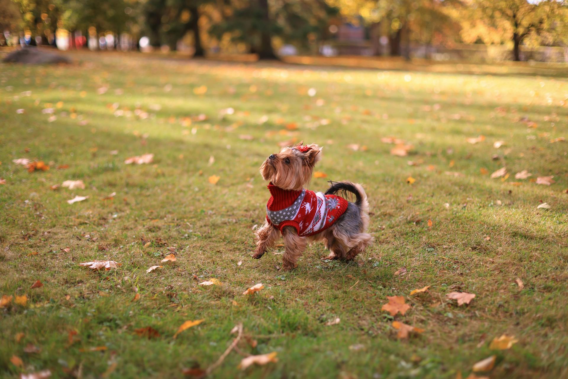 Foto van een kleine hond met een gemodelleerde trui in een park