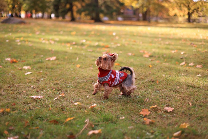 Photo of a Small Dog Wearing a Patterned Sweater in a Park
