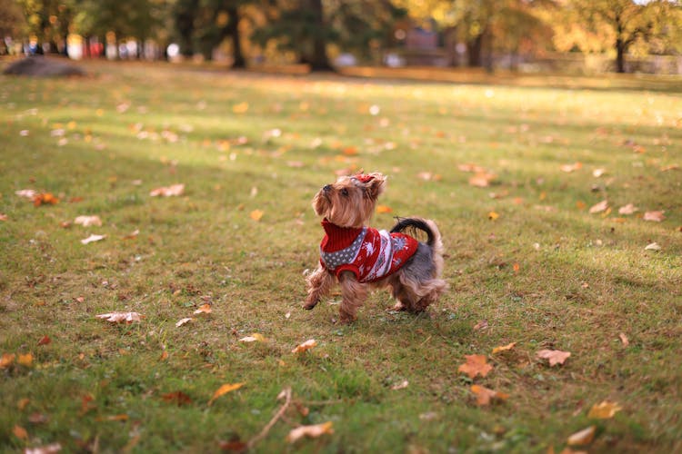 Photo Of A Small Dog Wearing A Patterned Sweater In A Park