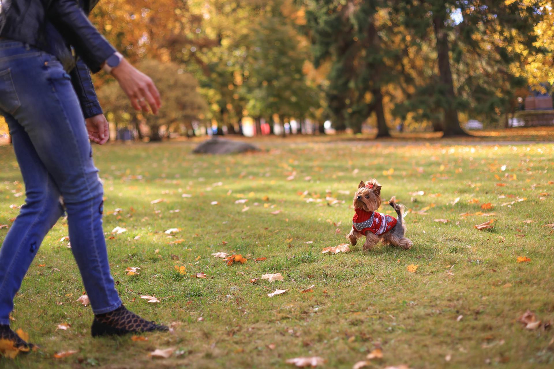 Dog Playing on Grass