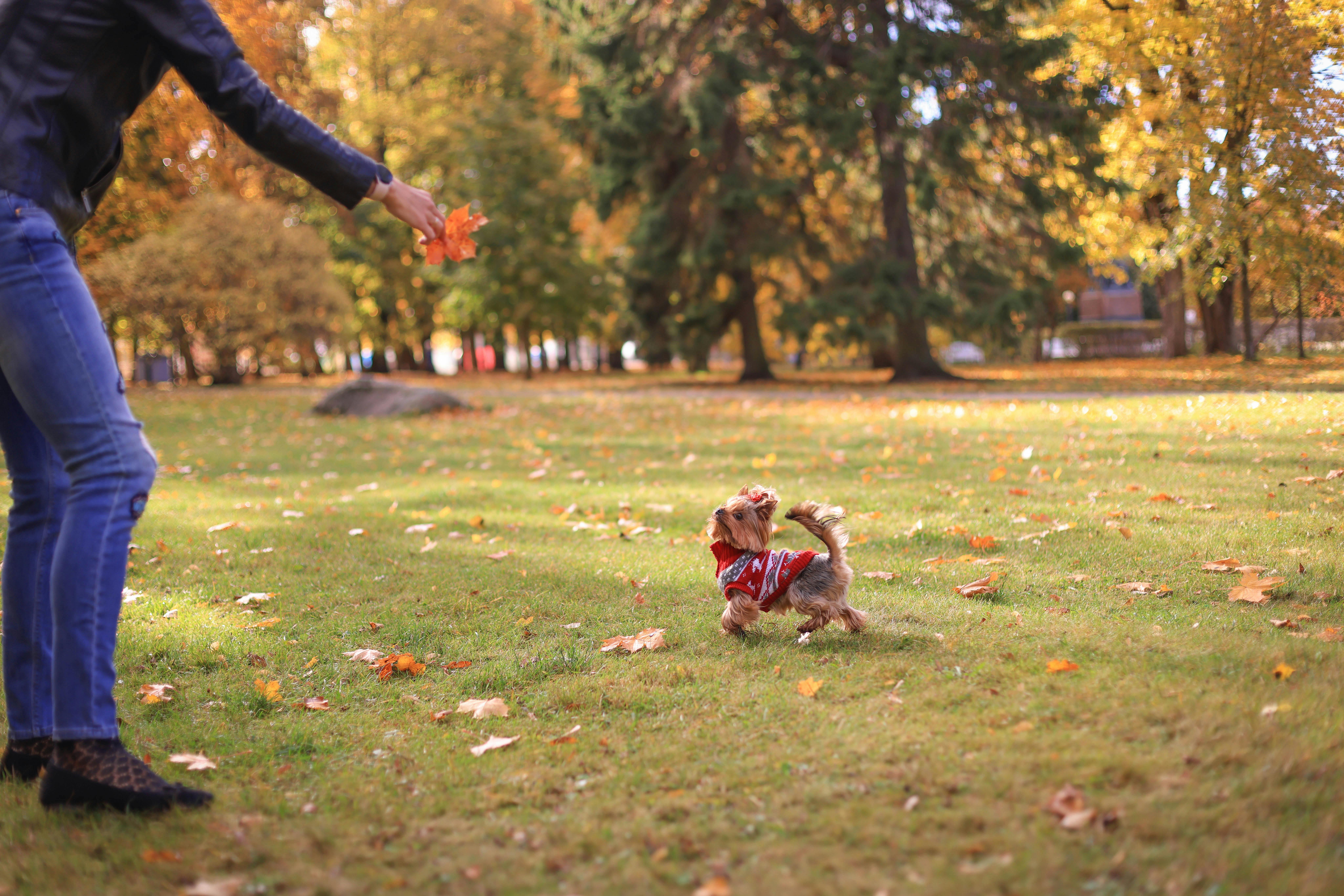 Εκπαίδευση Norwich Terrier: Πλήρης Οδηγός