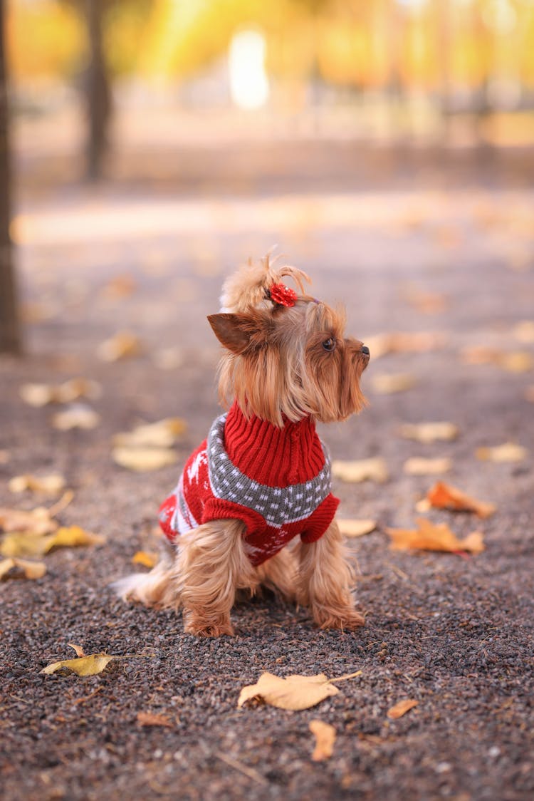 Photo Of A Small Dog Wearing A Patterned Sweater And Autumn Leaves On A Footpath