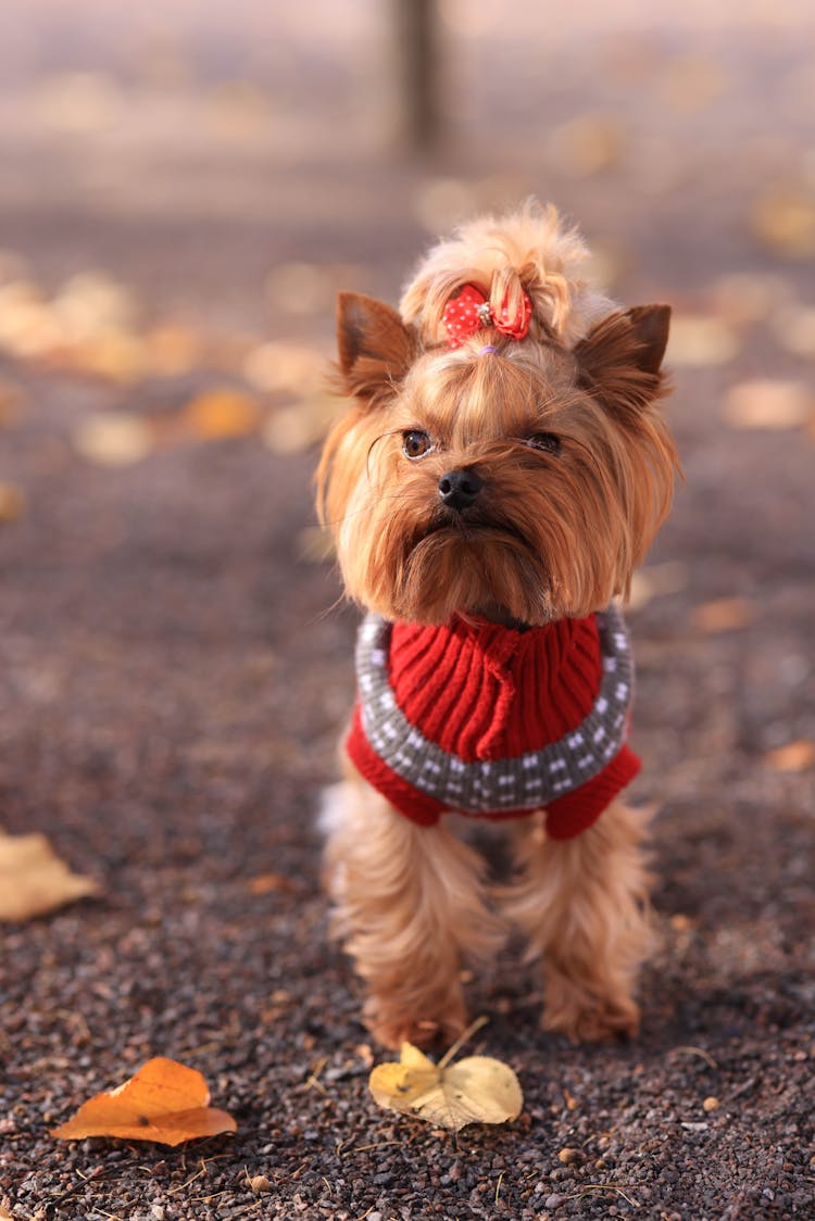 Photo Of A Small Dog Wearing A Patterned Sweater And Autumn Leaves