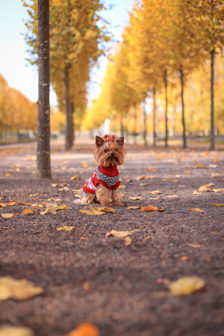 Photo Of A Small Dog Wearing A Sweater In An Autumn Park