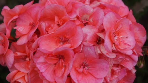 Free stock photo of beauty, flowers, ireland