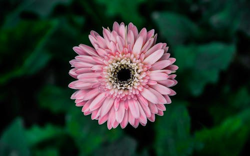 Free stock photo of flower, light pink