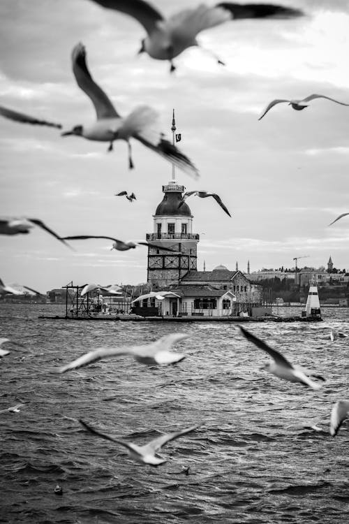 Fotobanka s bezplatnými fotkami na tému čajky, čierny a biely, exteriéry