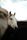 horse head