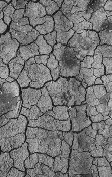 Black and white photo of cracked, barren earth in Pabna, highlighting texture and dryness.