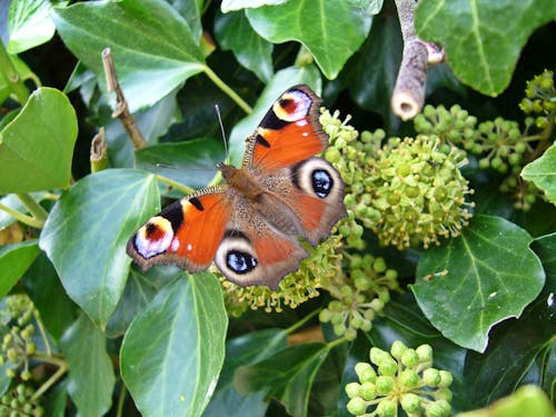 Orange and Brown Butterfly Perched on Green Leaves